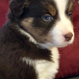 Miniature American Shepherd and Miniature Australian Shepherd Puppies from Lil' Bit Aussie