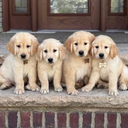 Golden Retriever puppies from Sunnyside Meadows Goldens