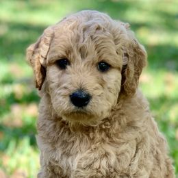 Goldendoodles, Labradoodles, and Poodles from Sugar Fig Kennel
