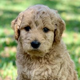 Goldendoodles, Labradoodles, and Poodles from Sugar Fig Kennel