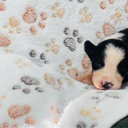Ella - Black tri-color female Australian Shepherd puppy in Mckenzie, Tennessee from Whispering Iris Aussies