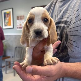 Piper - Lemon and white female Basset Hound puppy in Brandon, Mississippi from Milton’s Bassets