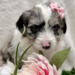 Pink collar toy - Blue merle female Aussiedoodle puppy in 32046, Florida from River Hill Ranch