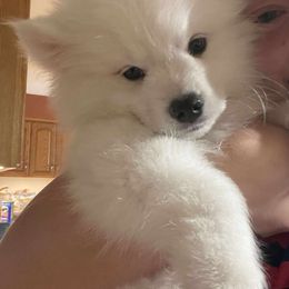 American Eskimo Dog puppies from Fissan American Eskimos