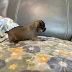 Brussels Griffon Puppies from Shelly's Brussels Griffons