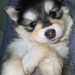 Sage (Pink Collar) - Black and white female Pomsky puppy in Kennewick, Washington from Nebula Ranch Pomskies