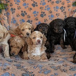 Poodles from Sarah's Poodles