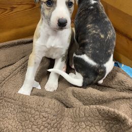 Whippet Puppies from Sara's Whippets