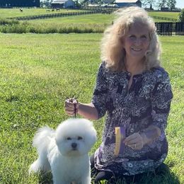 Cooper - Bichon Frise
