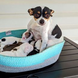 Chihuahua Puppies from Wilds Farms