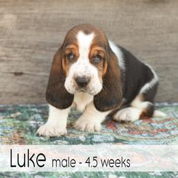 Luke - Black white and brown male Basset Hound puppy in Jefferson City, Missouri from Triple Hill Farm