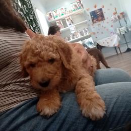 Benny - Red male Bernedoodle puppy in Woodland, Georgia from Bethel Doodle Ranch