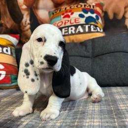 Patty - Black brown and white female Basset Hound puppy in Pilot Mtn, North Carolina from Lowdown Love Basset Hounds