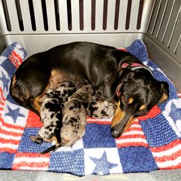 Dachshunds from Living Hope Dobies and Doxies