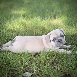 Abby - Blue fawn female French Bulldog puppy in Hudsonville, Michigan from Willow Farm