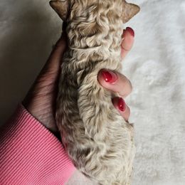 Girl 3- Ivy - Apricot female Cavapoo puppy in London, Kentucky from Blue Meadow Puppies