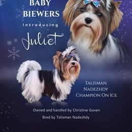 Biewer Terrier and Poodle Puppies from Ice Ice Baby Biewers & Poodles