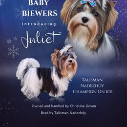 Biewer Terrier and Poodle Puppies from Ice Ice Baby Biewers & Poodles