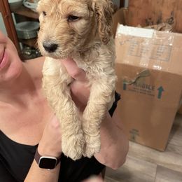 Goldendoodle and Poodle Puppies from Nini's Poodles and Doodles of St. Johns Co.