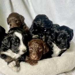 Bernedoodle and Bernese Mountain Dog Puppies from Darlin’s Doodles