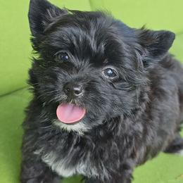 Beauty - Black and gold female Yorkshire Terrier puppy in Jamestown, Tennessee from Royal  Furbabies