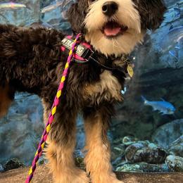 Lemon - Bernedoodle