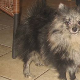 Pomeranians, Poodles, and Yorkshire Terriers from Las Vegas Paws