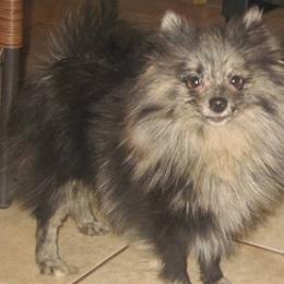 Pomeranians, Poodles, and Yorkshire Terriers from Las Vegas Paws