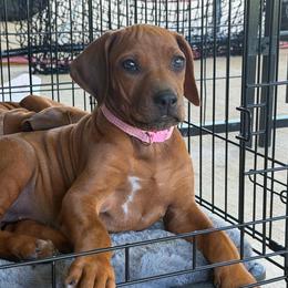 Scout - Rd whtn blk nose female Rhodesian Ridgeback puppy in Montgomery, Texas from Timber Ridge Kennels