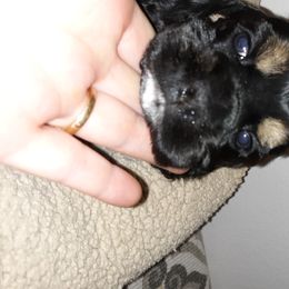 Cocker Spaniel Puppies from Doc's Cockers