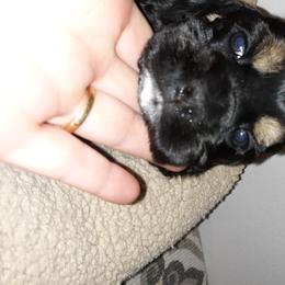 Cocker Spaniel Puppies from Doc's Cockers