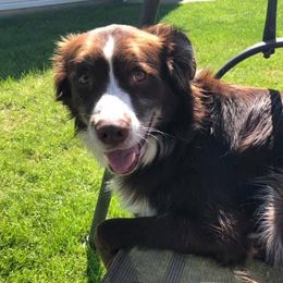 Aussiedoodles and Australian Shepherds from Triple Heart Aussies and Aussiedoodles