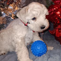 Male 2 - Wheaten male Miniature Schnauzer puppy in Shoshone, Idaho from Debra Kruse's Miniature Schnauzers