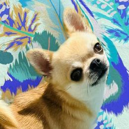 Petie - Chihuahua