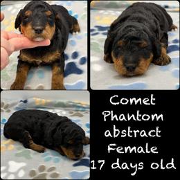 Comet - Phantom female Poodle puppy in Wheatland, California from Sapphire Ridge Poodles