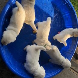 Golden Retriever, Poodle, and Shih Tzu Puppies from Shih Tzu Castle & Platinum Paws