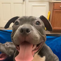 Esme - Blue tri-color female American Bully puppy in Tallahassee, Florida from Alpha Street Bully Kennels