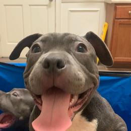Esme - Blue tri-color female American Bully puppy in Tallahassee, Florida from Alpha Street Bully Kennels