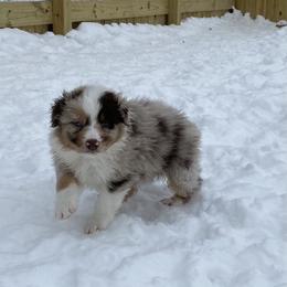 Aussiedoodle and Australian Shepherd Puppies from SS Australian Shepherds