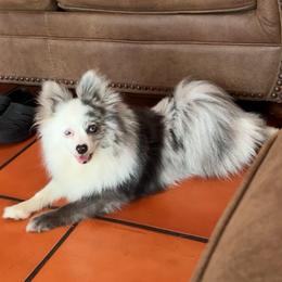 Princess - Blue merle female Pomeranian puppy in Hughes Springs, Texas from Hughes Springs Tx Poms