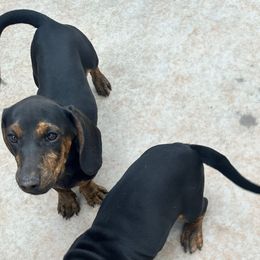 Lady - Black and tan female Beagle puppy in Litchfield Park, Arizona from Dior’s beagle adventure
