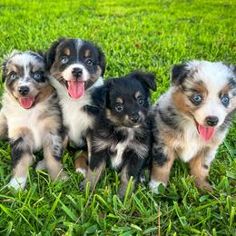 Aussiedoodle and Toy Australian Shepherd Puppies from Bar 4 Aussies