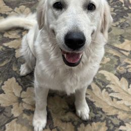 Ellie - Golden Retriever