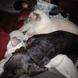 C - Dapple male Dachshund puppy in Paducah, Kentucky from Donette's Doxies