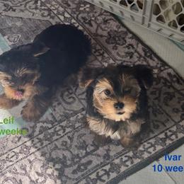 Ivar - Black and tan male Yorkshire Terrier puppy in Forest, Virginia from Majestic Touch Kennels and Pet Services