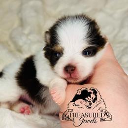 Pomeranian Puppies from Treasured Jewels Pomeranians