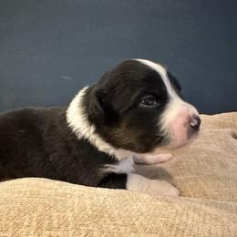 Muffin - Black tri-color female Australian Shepherd puppy in Monroe, North Carolina from Meekey Family Aussies