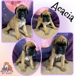 Boxer Puppies from Red Rock Boxers
