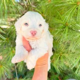 Rico Blue Eyes - Cream male Australian Labradoodle puppy in Wamego, Kansas from Doodles of Oz