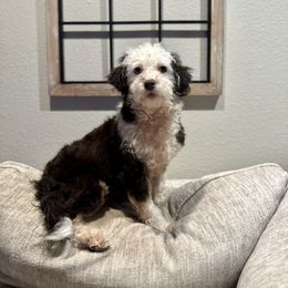 Polly - Bernedoodle